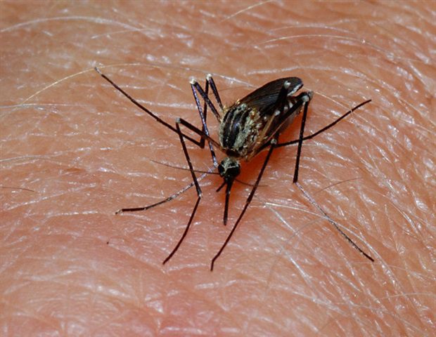 1753359830 Malaria 3