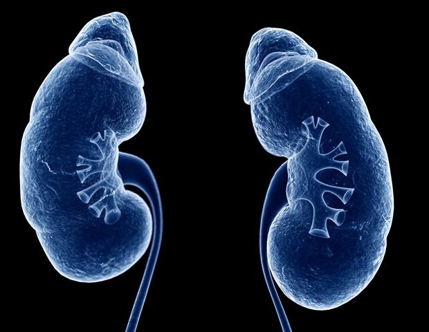 3D rendered illustration human kidneys Sebastian Kaulitzki 0ca56cd511b54712b78c51b21af2a530