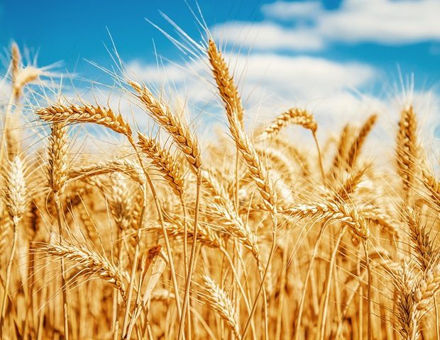 Gold wheat field and blue sky levgenii Meyer c6eb63bb43e941b4a0e4b5f49348cf92