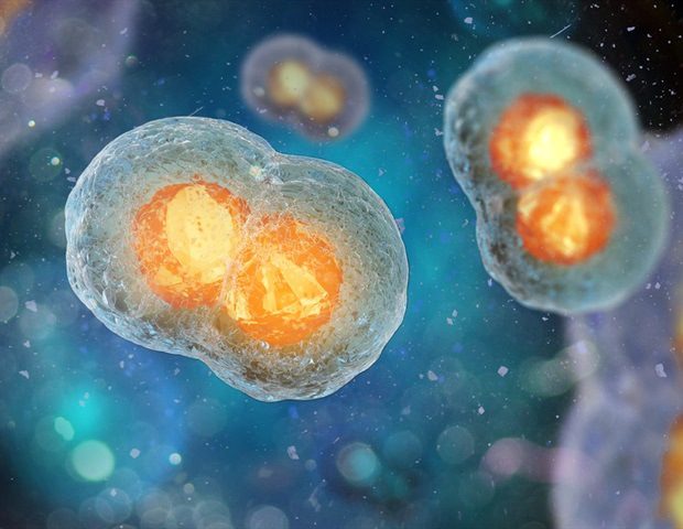 Two cell embryo2c Mitosis under microscope 3D illustration Illustration Andrii Vodolazhskyi M1 4bb73c51d46c449285a21e8af28684d6