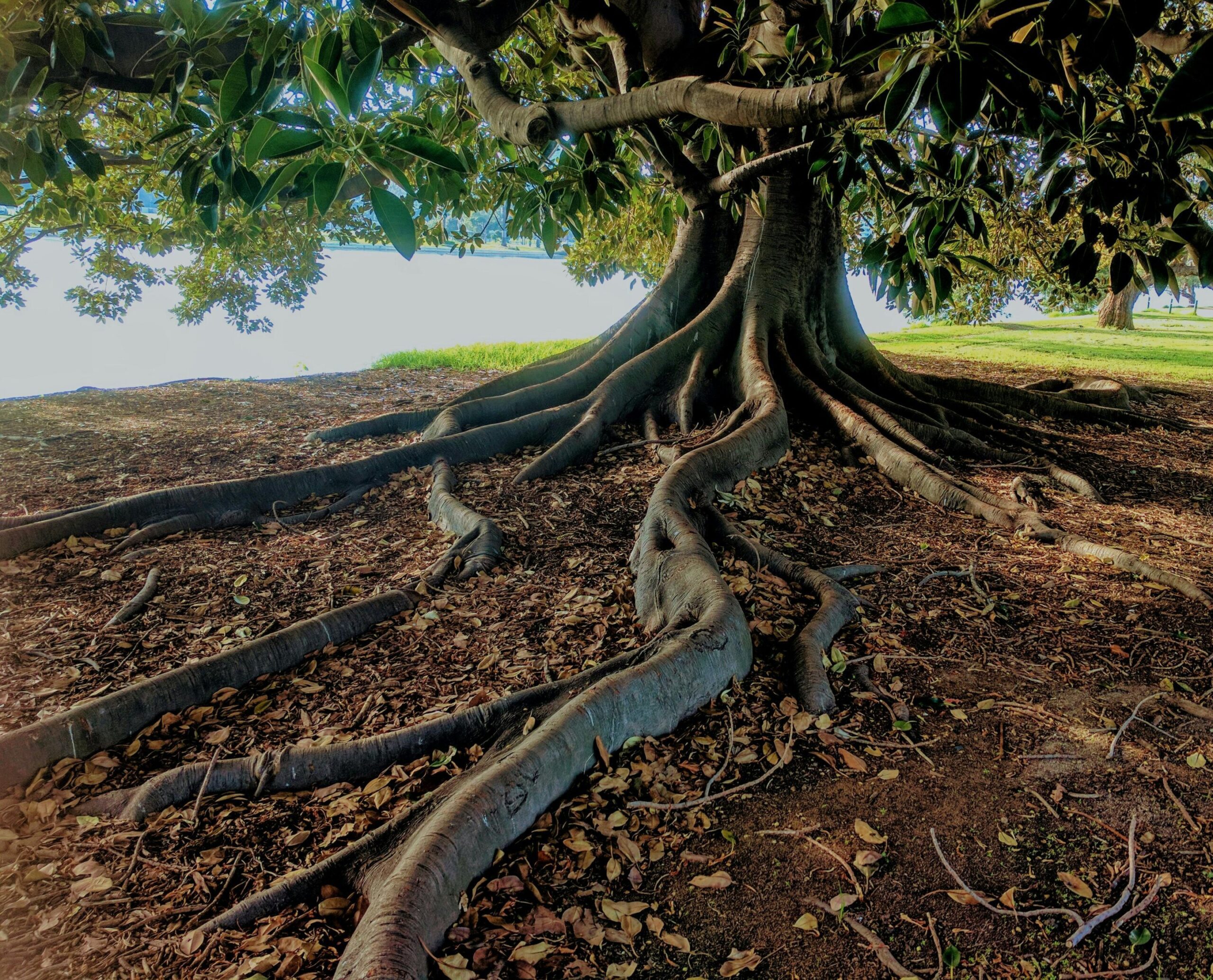 tree with roots scaled