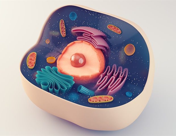 Anatomical structure of biological animal cell with organelles eranicle 1d73b50575dc4546875a4a2fc7d429a6