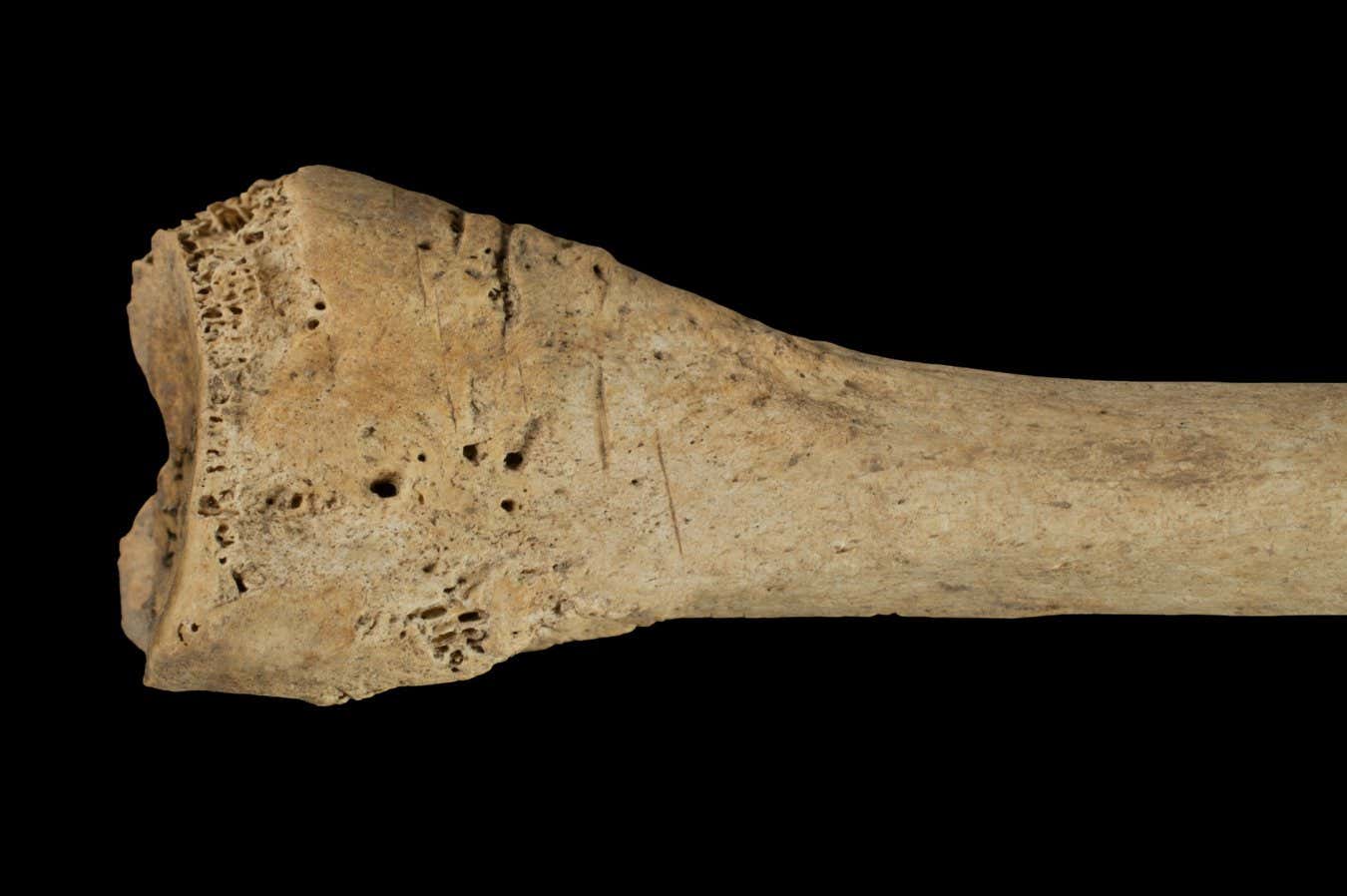 SEI 261410808