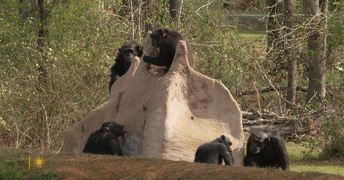 nature chimpanzees 1920
