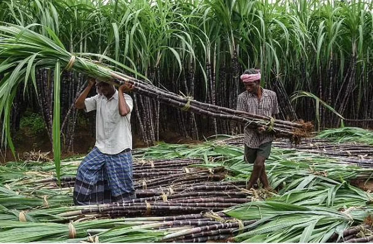 newindianexpress2F2025 08 052Fi39fpo1b2FSugarcane ENS